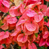 2 Orange Bougainvillea Plants Live, Outdoor Garden Plant, 4-6 Inch Tall