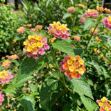 2 Pink Yellow Lantana Live Plants, Home Garden Plant, 4-7 Inch Tall