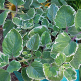 Set 3 Variegated Cuban Oregano Live Plant 4-5 Inch Tall