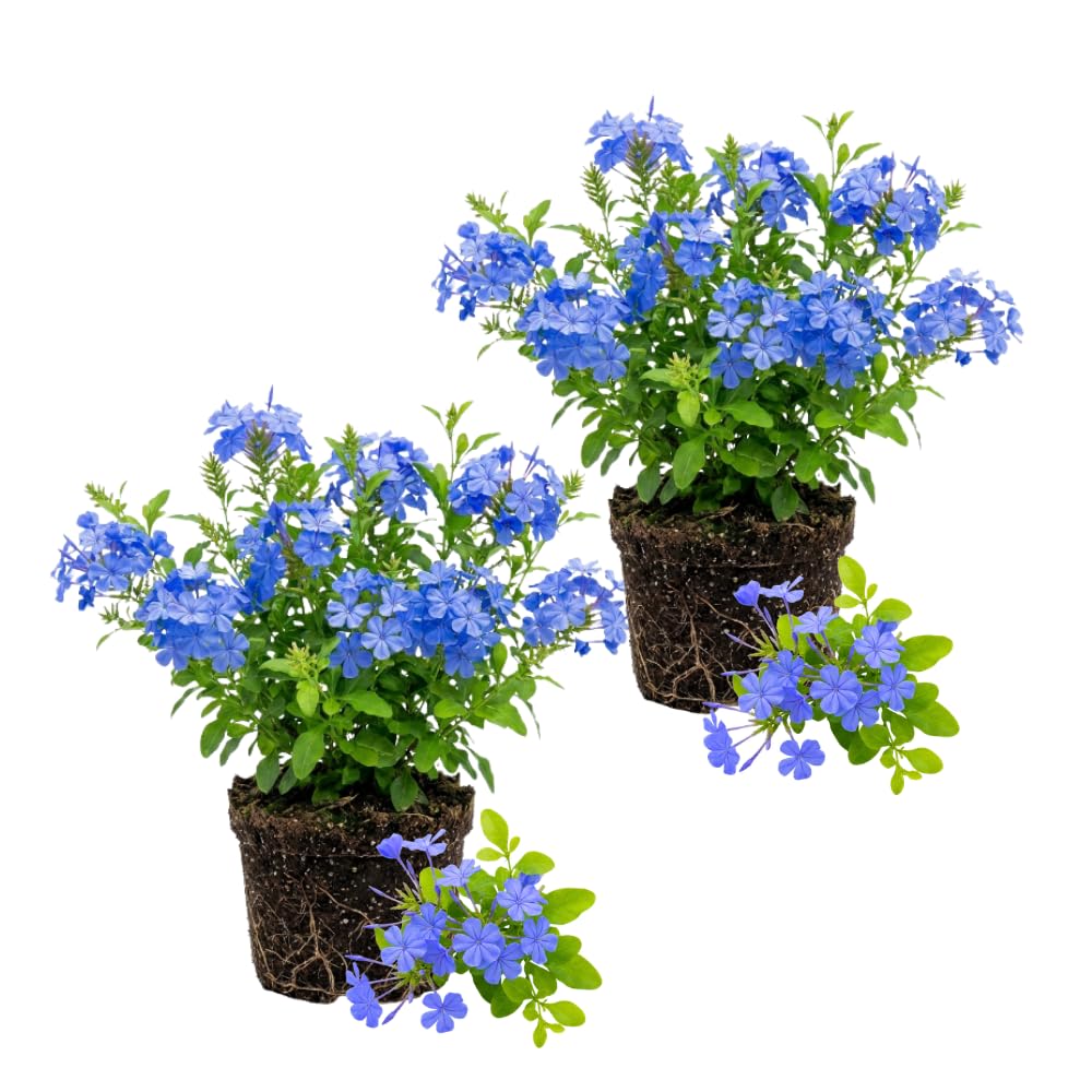 2 Blue Plumbago Plants Live, Well-Rooted Starter Plant, 4-6 Inch Tall