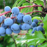 3 Random Grape Vine Plants Live, Fruit Vine, 3-5 Inch Tall