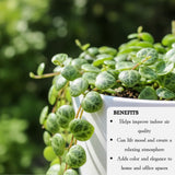 Live String of Turtles Plant, Potted Succulent, 3-5 Inch Tall, 2 Inch Pot