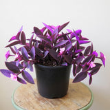 3 Purple Tradescantia Wandering Jew Live Plants, Houseplant, 4-6 Inch Tall