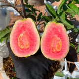 Pink Guava Fruit Tree Live Plant, Guava Fruit Plant, 4-6 Inch Tall