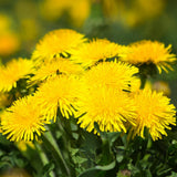Yellow Dandelion Herb Live Plant, Herb Plant, 4-6 Inch Tall, 4 Inch Pot