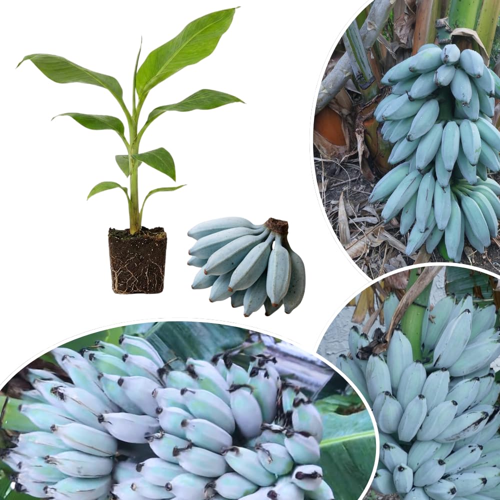 Ice Cream Banana Live Plant, Hardy Garden Plant, 4-6 Inch Tall