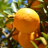 Sweet Golden Mandarin Tree Live, Patio Container Plant, 1-2 Ft Tall, 1 Gallon Pot