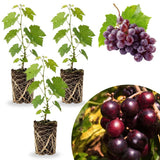 3 Black Grape Vine Plants Live, Backyard Orchard Vine, 3-5 Inch Tall