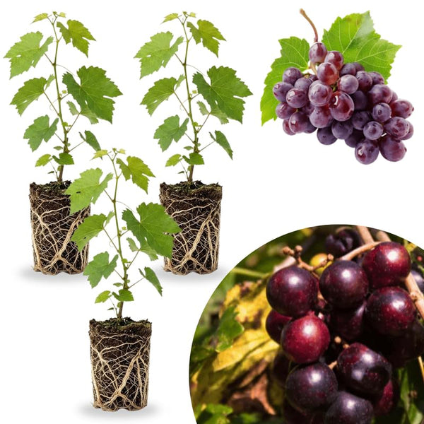 3 Black Grape Vine Plants Live, Backyard Orchard Vine, 3-5 Inch Tall