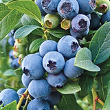 2 Sharpblue Blueberry Plant Live, Blueberry Bushes Plant, 4-7 Inch Tall