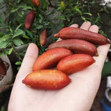 Red Finger Lime Tree Plant Live, 1-2 Ft Tall, 1 Gallon Pot