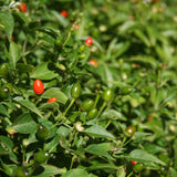 150 Chili Pequin Pepper Garden Seeds, Pepper Seeds for Planting