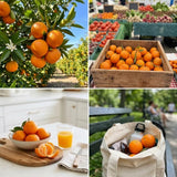 Tangerine Tree Live Plant, Sweet Seedless Citrus Tree, 2-3 Ft Tall