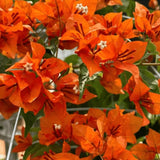 2 Orange Bougainvillea Plants Live, Outdoor Garden Plant, 4-6 Inch Tall