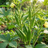 2 Green Okra Live Plants, Home Garden Vegetable, 4-8 Inch Tall, 4 Inch Pot