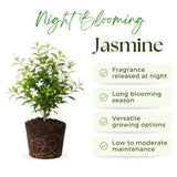 3 Jasmine Live Plants, Night Blooming Jasmine Plants, 4-6 Inch Tall