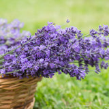 2 Lavender Live Plants, 4-6 Inch Tall