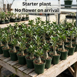 Desert Rose Live Plant 4-7 Inches, Colorful Adenium Obesum Succulent Plants for Indoor Outdoor, Hardy, Ready to Grow