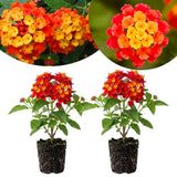 2 Red Lantana Plants Live, Hardy Flowering Perennial, 4-6" Tall