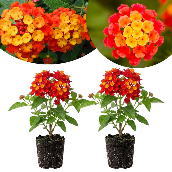 2 Red Lantana Plants Live, Hardy Flowering Perennial, 4-6" Tall