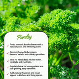 Parsley Live Plant, Well-Rooted Herb Plant, 4-7 Inch Tall