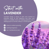 2 Phenominal Lavender Plants, Lavender Plants Live, 4-8 Inch Tall