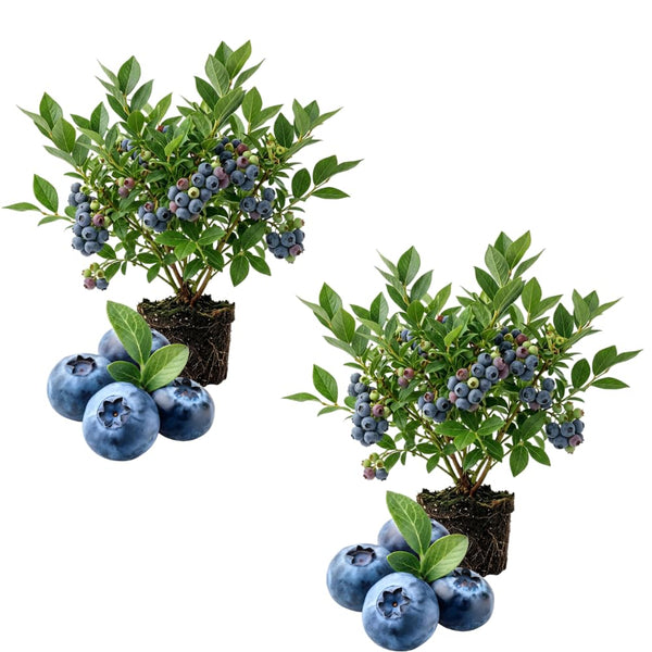 2 Sunshine Blue Blueberry Live Plant, Home Garden Fruit Bush, 4-6 Inch Tall