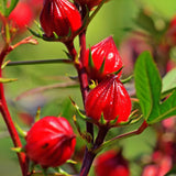 4 Cranberry Hibiscus Live Plants, Well-Rooted Flower Plant, 4-6 Inch Tall