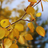2 Quaking Aspen Trees Live Plants, Rooted Tree Seedlings, 6-10 Inch Tall
