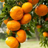 Satsuma Mandarins Orange Tree Plant Live, 2-3 Feet Tall