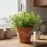 3 Peppermint Plants Live, Live Starter Plant, 4-6 Inch Tall