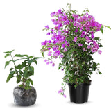 2 Lilac Bougainvillea Plants Live, Patio Flower Vine, 4-7 Inch Tall