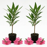 Set 2 Pink Oleander Plants Live, Oleander Plant, 4-6 Inc Tall