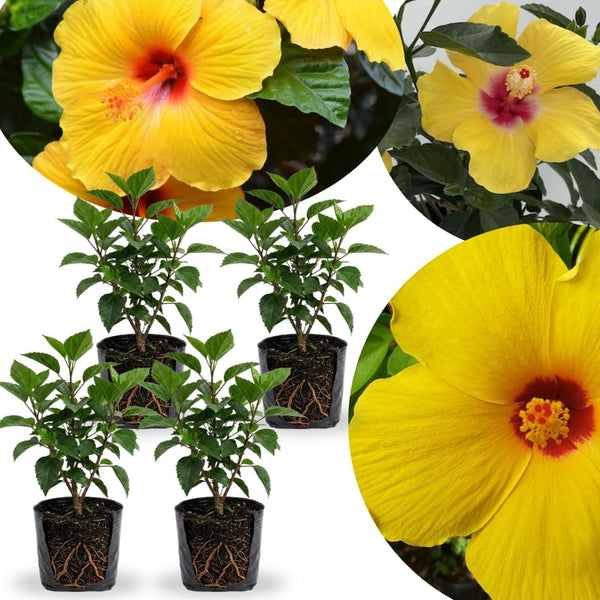 4 Yellow Hibiscus Live Plants, Outdoor Garden Flower Plant, 4-8 Inch Tall