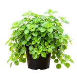 2 Green Live Swedish Ivy Plectranthus Plants, Houseplant, 4-6 Inch Tall