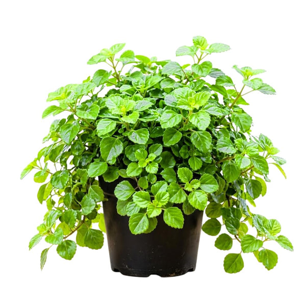 2 Green Live Swedish Ivy Plectranthus Plants, Houseplant, 4-6 Inch Tall