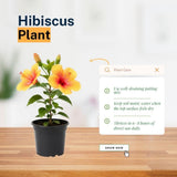 Red Yellow Hibiscus Plant 5-7", in Pot
