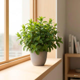 4 Peppermint Live Plants, Fragrant Herbs, 4-6 Inch Tall