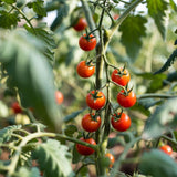 Red Cherry Tomato Live Plant 4-7 Inch Tall, 4 Inch Pot