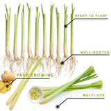 5 Lemongrass Plants Live, Easy Grow Garden Seeds