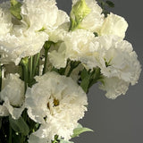 White Lisianthus Plant, Eustoma Lisianthus Flowers in Plug, 3-5'' Tall