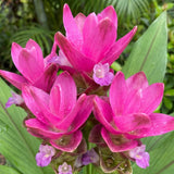 2 Pink Ginger Live Plants, Ornamental Flowering Ginger Plant for Indoor Outdoor, Colorful Blooming Gingers 4-6 Inches
