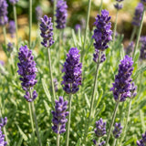 Deep Purple Lavender Plant Live, Purple Blooms Flower, 4-6 Inch Tall