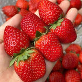 25 Red Live Strawberry Plants, Home Garden Plant, 3-5 Inch Tall