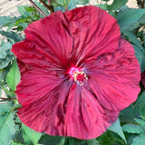 4 Black Leaf Red Hibiscus Plants Live, Large Bloom Shrub, 4-8 Inch Tall