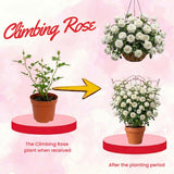 Climbing Rose Plant Live, Reblooming Rose Bush, 2-3 Inch Tall