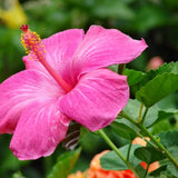 Hibiscus Plant Live, Indoor Outdoor Plant, 4-6 Inch Tall