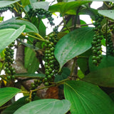 Black Pepper Plant Live, Piper Nigrum, 4 to 6 Inches Tall, No Pot, Tropical Pepper Vine for Gardens, Patios, and Containers