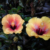 Yellow Hibiscus Live Plant, Indoor Outdoor Plant, 5-7 Inch Tall