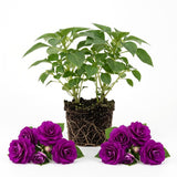 Purple Double Impatiens Live Plant, 5-7 Inch Tall